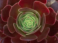 Aeonium simsii x Zwartkop